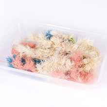 Load image into Gallery viewer, 1 Box Real Dried Flower Dry Plants For Aromatherapy Candle Epoxy Resin Pendant Necklace Jewelry Making Craft DIY Accessories