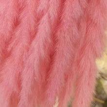 Load image into Gallery viewer, 15Pcs Dried Small Pampas Grass Flowers Pantas Artificiales Para Decoracion Real Plants Home Decor Wedding Decoration