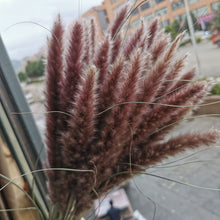 Load image into Gallery viewer, 15Pcs Dried Small Pampas Grass Flowers Pantas Artificiales Para Decoracion Real Plants Home Decor Wedding Decoration