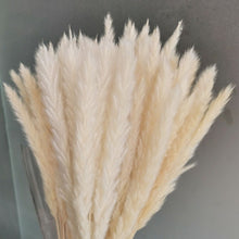 Load image into Gallery viewer, 15Pcs Dried Small Pampas Grass Flowers Pantas Artificiales Para Decoracion Real Plants Home Decor Wedding Decoration