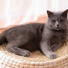 โหลดรูปภาพลงในเครื่องมือใช้ดูของ Gallery Teng Wok Felt House Cat Bed
