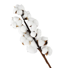 โหลดรูปภาพลงในเครื่องมือใช้ดูของ Gallery 10heads/bouquet White Dried Flowers Natural Cotton Flower Branch Decorations for Home Gardening Craft Wedding Floral Decor
