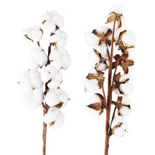 โหลดรูปภาพลงในเครื่องมือใช้ดูของ Gallery 10heads/bouquet White Dried Flowers Natural Cotton Flower Branch Decorations for Home Gardening Craft Wedding Floral Decor

