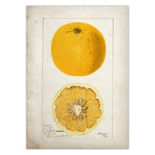 โหลดรูปภาพลงในเครื่องมือใช้ดูของ Gallery Fruit Kitchen Poster Vintage Poster Antique Canvas Print Pear Apple Orange Pineapple Wall Art Decorative Picture Canvas Painting
