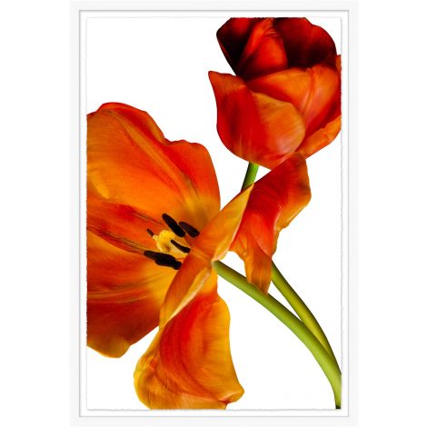 Two Tulips